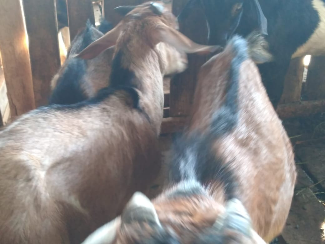 Pilihan Kambing Aqiqah