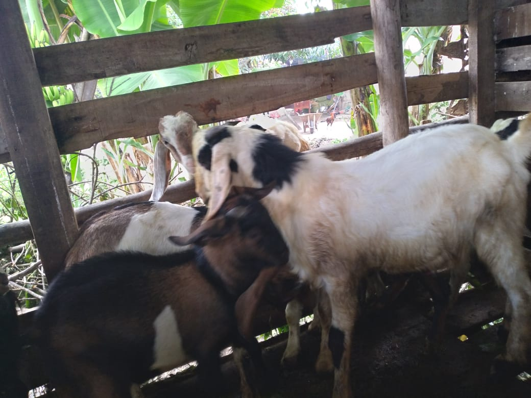 Kambing Aqiqah 3
